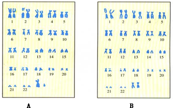根据下面人类男性和女性体细胞中成对染色体排序图回答问题.