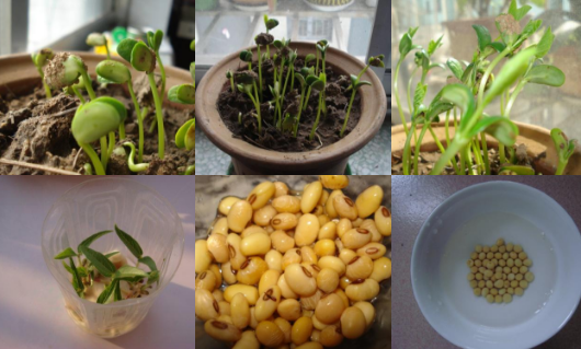 黄豆水培生长过程图片图片