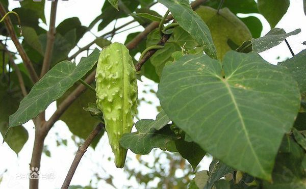 婆婆针落线包,羊角,天浆壳,蔓藤草,奶合藤,土古藤,浆罐头,奶浆藤,牛角