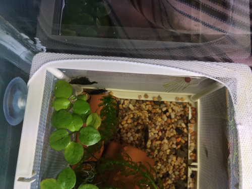 黑壳虾已经明确看到有卵了 这样单独捞出来还