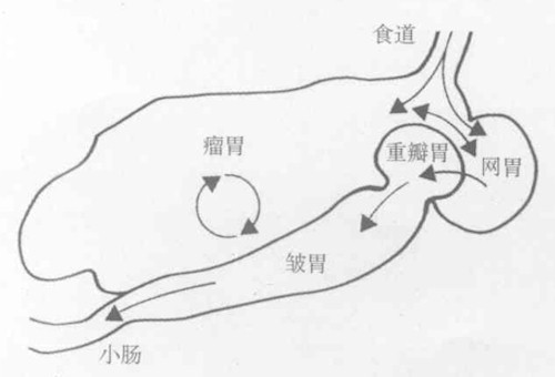 反刍动物的为可分为哪几部分