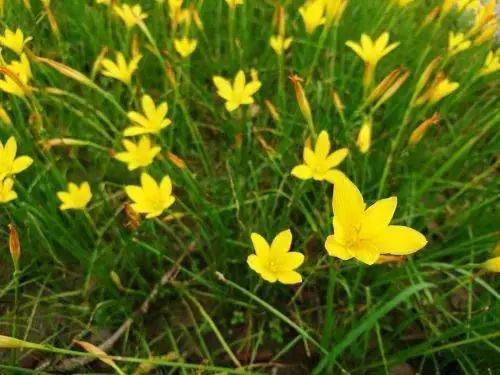 黄花葱兰的介绍