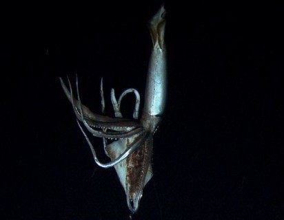 大王乌贼的拍到视频