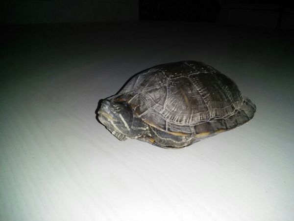 这只是广西黑颈龟吗?求行家看看