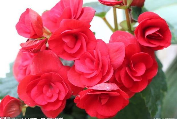 这是什么花,花名是什么?