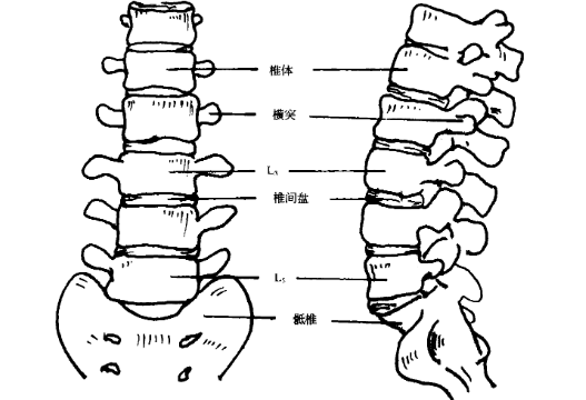 腰椎的具体位置图片图片