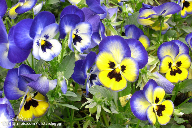 关于蝴蝶花的资料