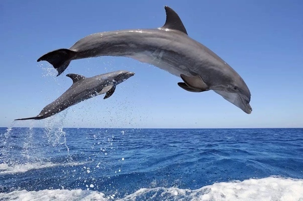 《海豚湾》曝光日本不少商超用海豚肉冒充鲸鱼肉,海豚肉与鲸鱼肉有