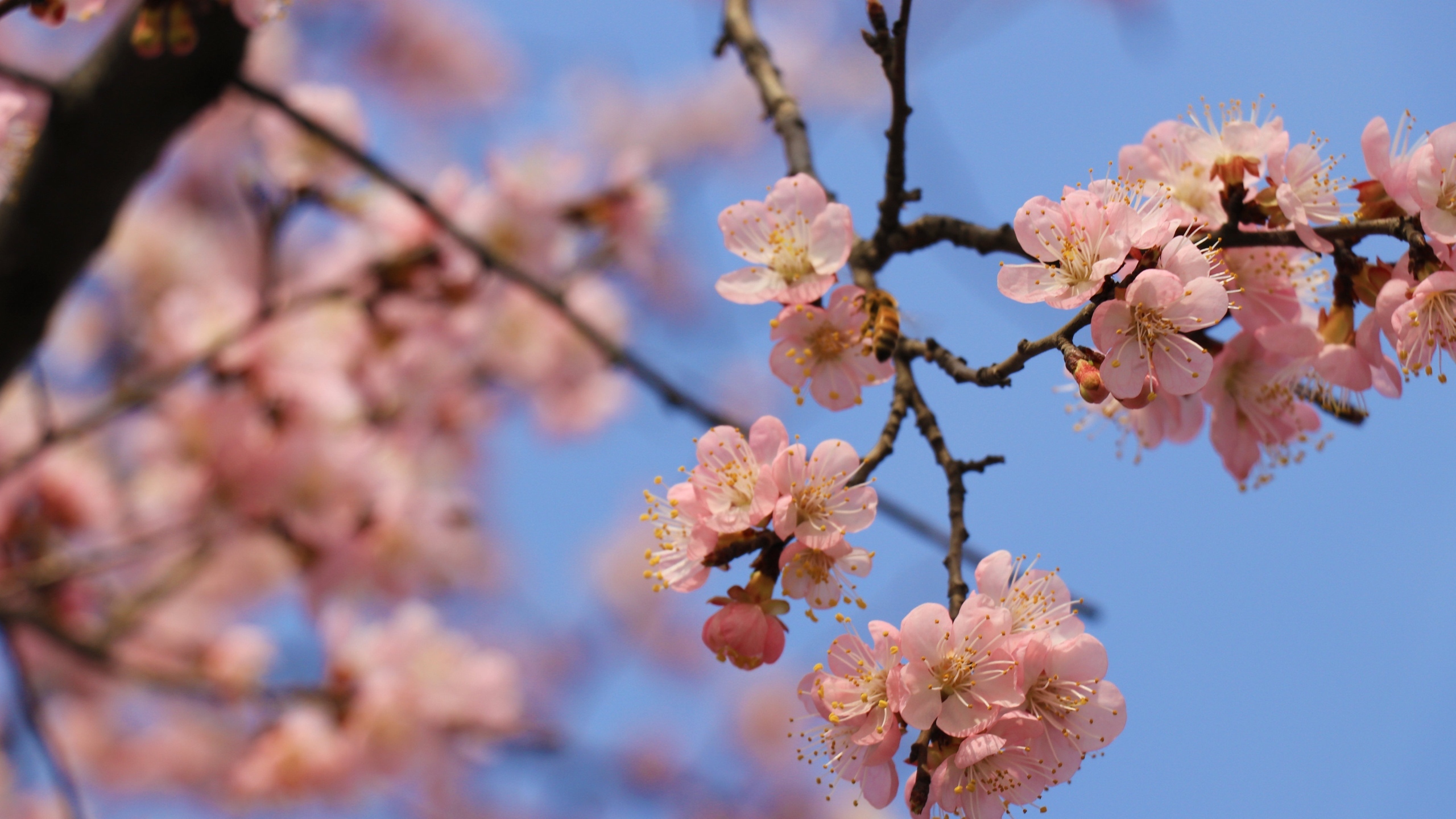 高清桃花花卉桌面壁纸[图7]