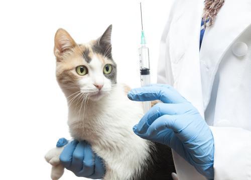 猫打完疫苗不吃东西怎么办