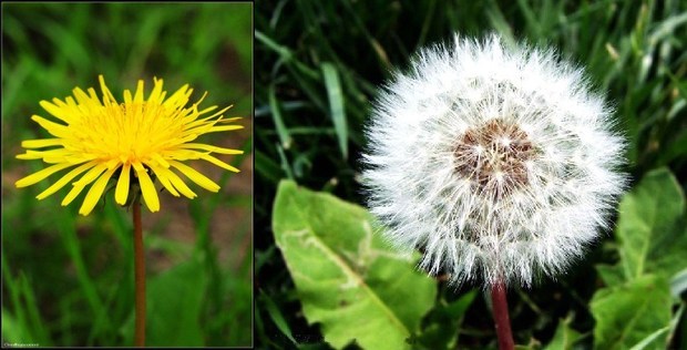 蒲公英 花还是果实?