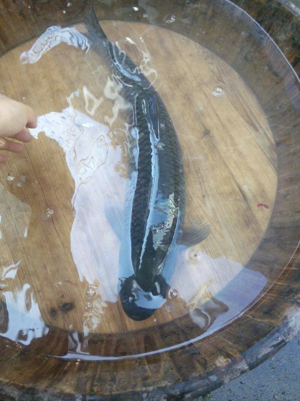 买了一条大鱼,不想杀,有什么办法能阻止我妈不杀这条鱼呢?