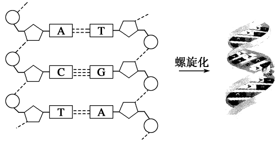 dna分子的结构是什么结构?