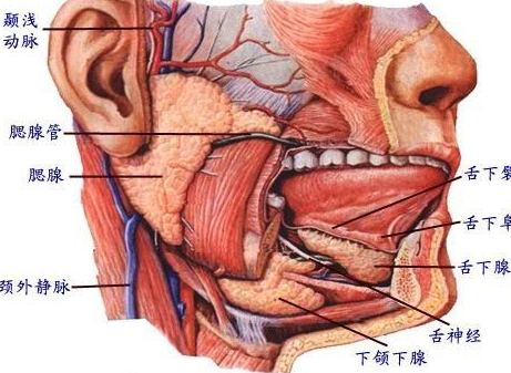 腮腺在什么位置示意图图片