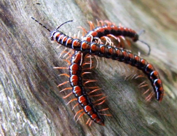 请问这是一条什么虫子,怎么那么像蜈蚣呢