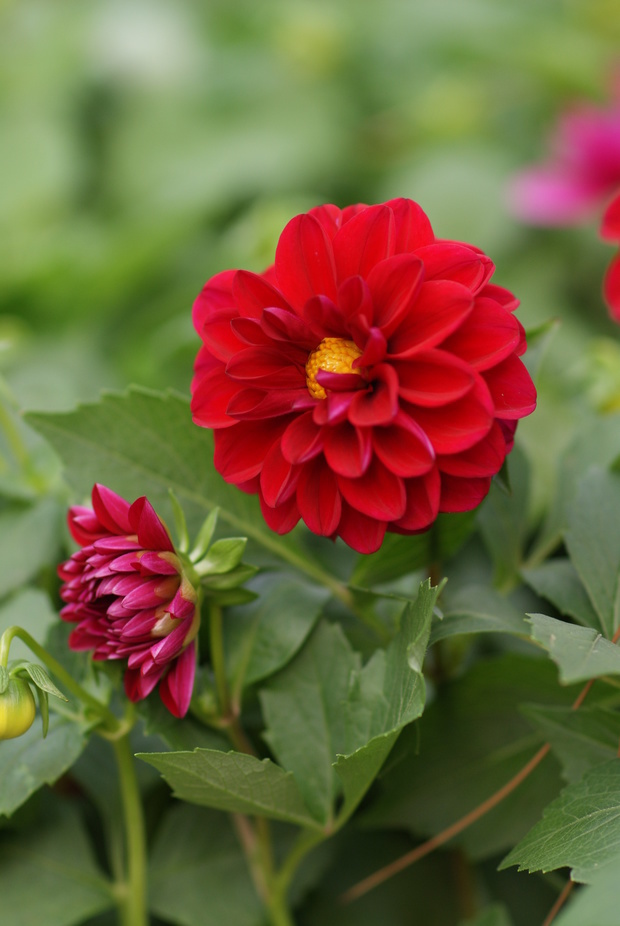 有多层白色花瓣黄色花蕊的花