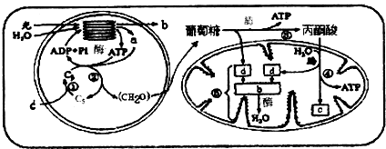 如圖是某葉肉細胞中的光合作用和有氧呼吸過程示意圖.