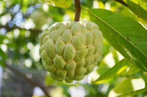 广东的"林檎"跟台湾的"释迦"长得简直一模一样啊?