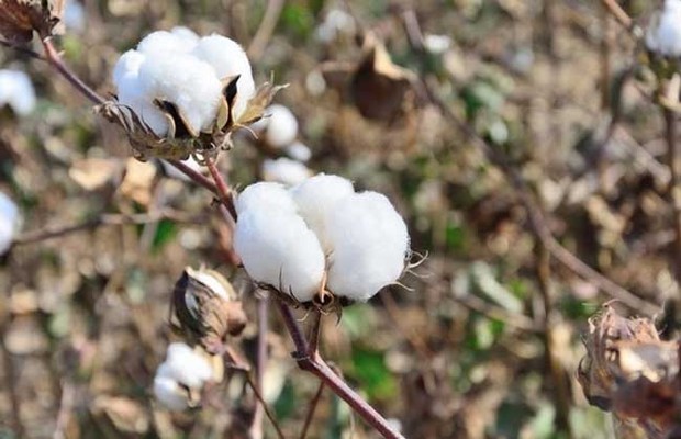 棉花的产地分布