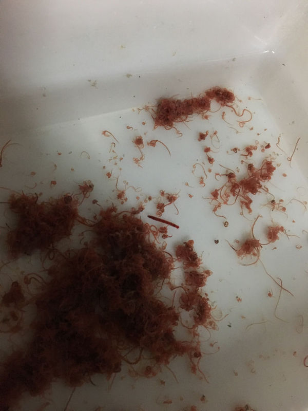 鱼食,今天买了点鱼食,红线虫.