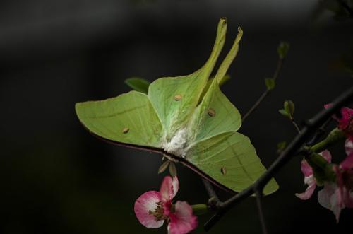 学名 绿尾大蚕蛾 拉丁学名 actias ningpoana 别    称 绿尾天蚕蛾