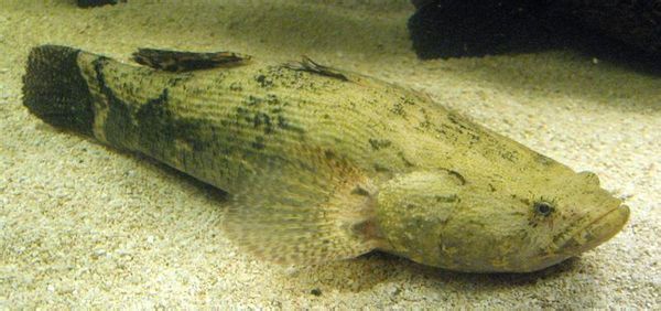 珠三角河域,当地人叫"笋壳"叫什么鱼