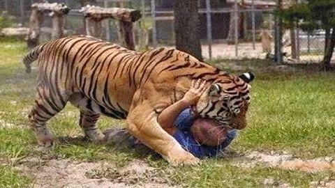 为什么老虎吃人后必须杀掉?专家:不杀难受的就是你!