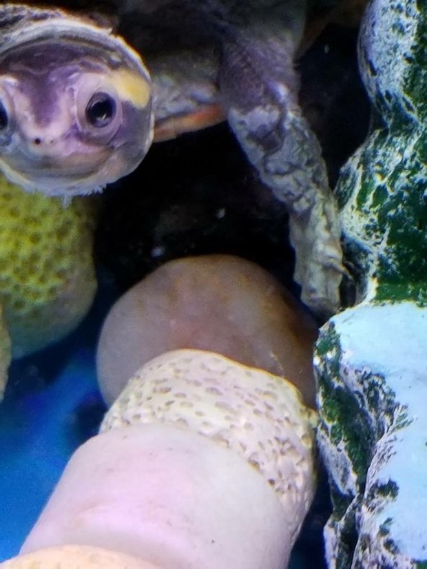 乌龟腐皮应该怎么治疗?