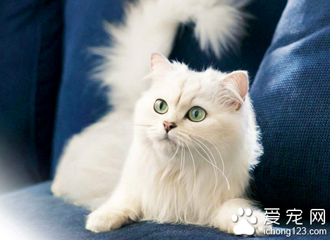 猫咪需要补充什么维生素 维生素A B1从食物获