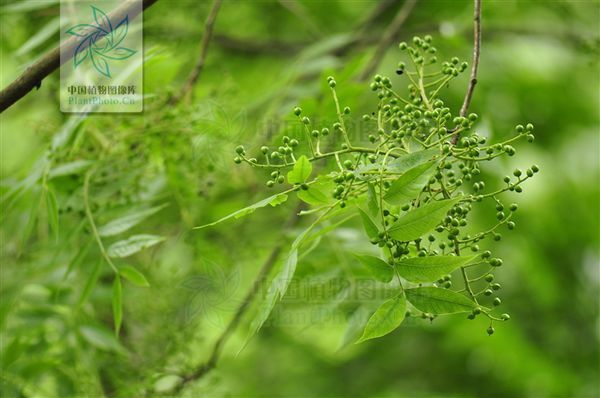 谁知道"青子树"学名是啥,生长山区半山区和柿子相同时期成熟.