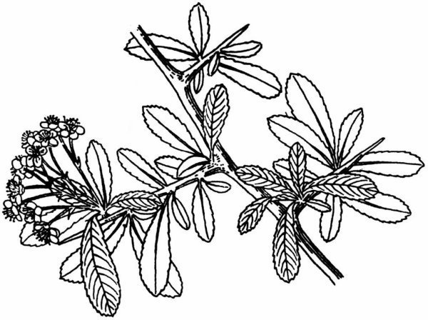 满意答案 火棘别名火把果,救军粮,蔷薇科火棘.