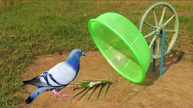 思维独特的捕鸟游戏,用 塑料筐和绳子做成捕鸟器,真是太有才了