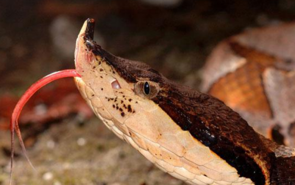 像五步蛇这样的毒蛇,为何头部大多呈现三角形?