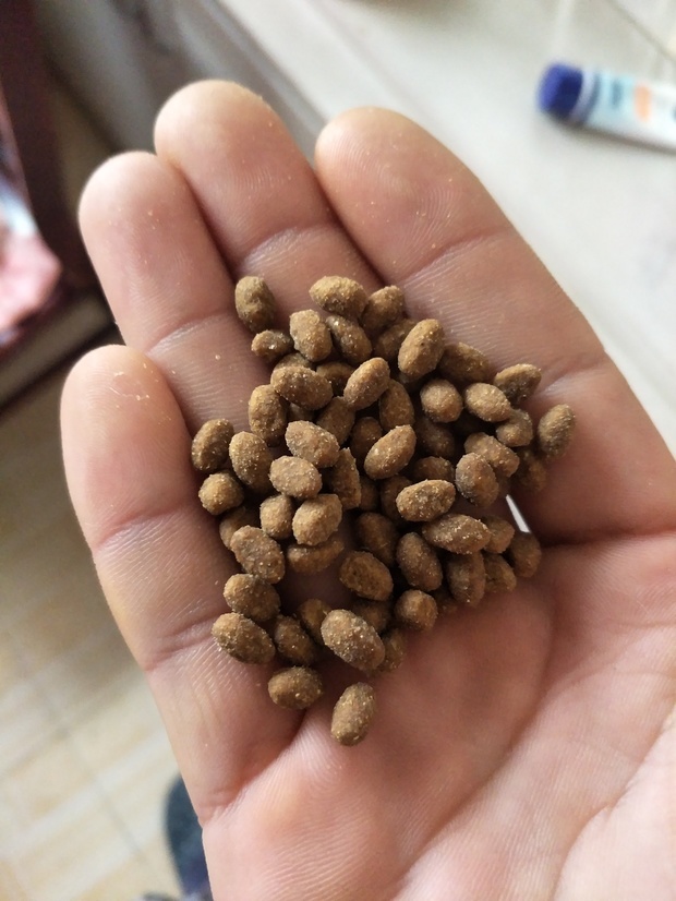 请问三个月的金毛14斤,一顿喂多少干狗粮,我喂