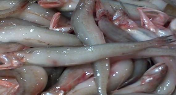 求图片中鱼的学名