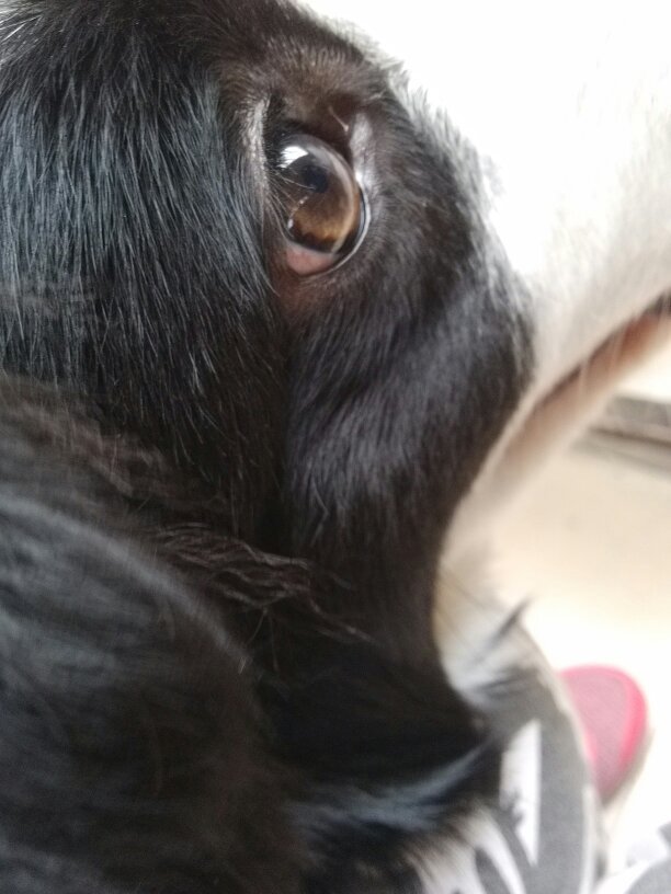 求专业人士回答!赏金不是问题! 狗狗的眼睛里有