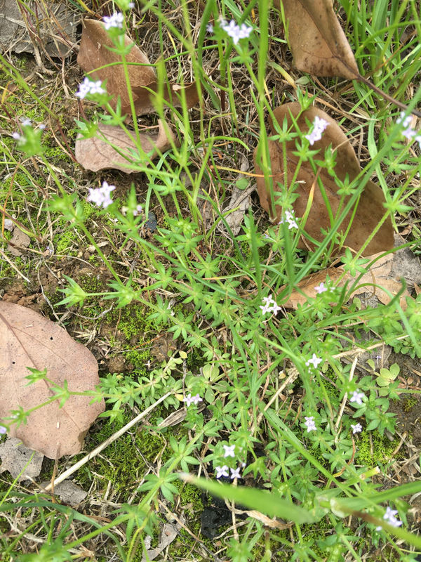 这种小草叫什么?