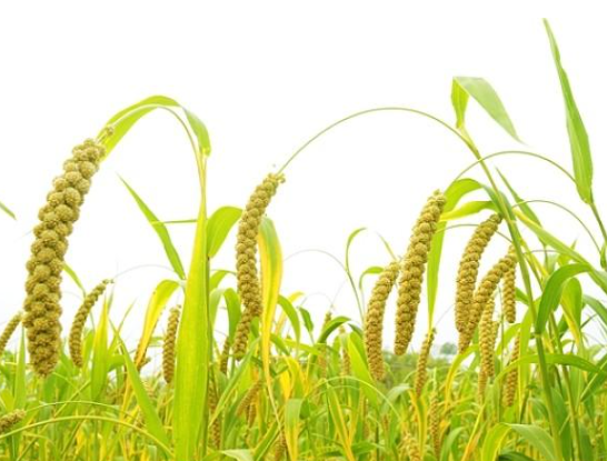 扩展资料: 五谷中其他农作物介绍: 1,稷:又称粟,生长耐旱,品种繁多