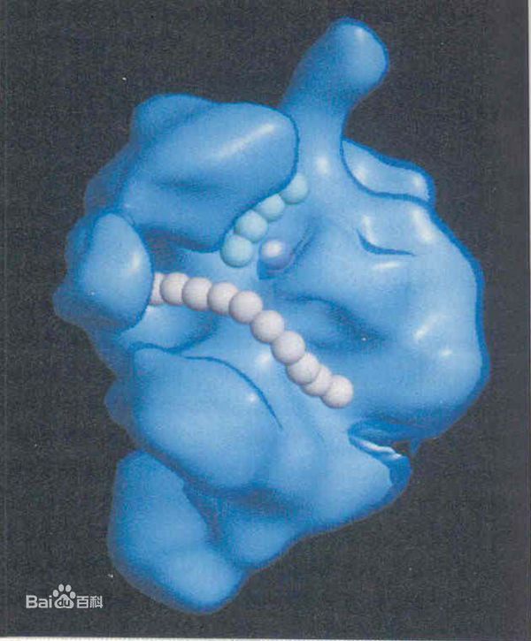 为什么体外转录中所用的rna聚合酶要用来源于