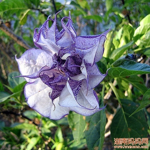 另外山茶花古代别称也叫曼陀罗.