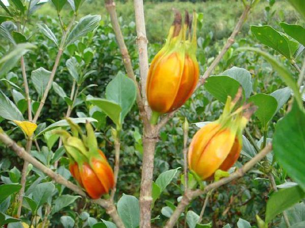 哪里可以买得到?