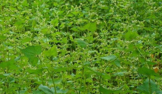 野兰荞茶是苦荞吗