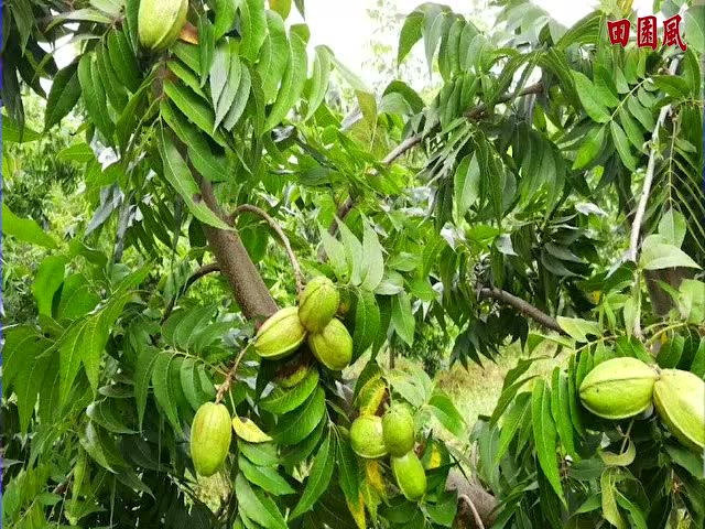 美國山核桃就是碧根果?種植戶蠢蠢欲動,別衝動,想清楚再種