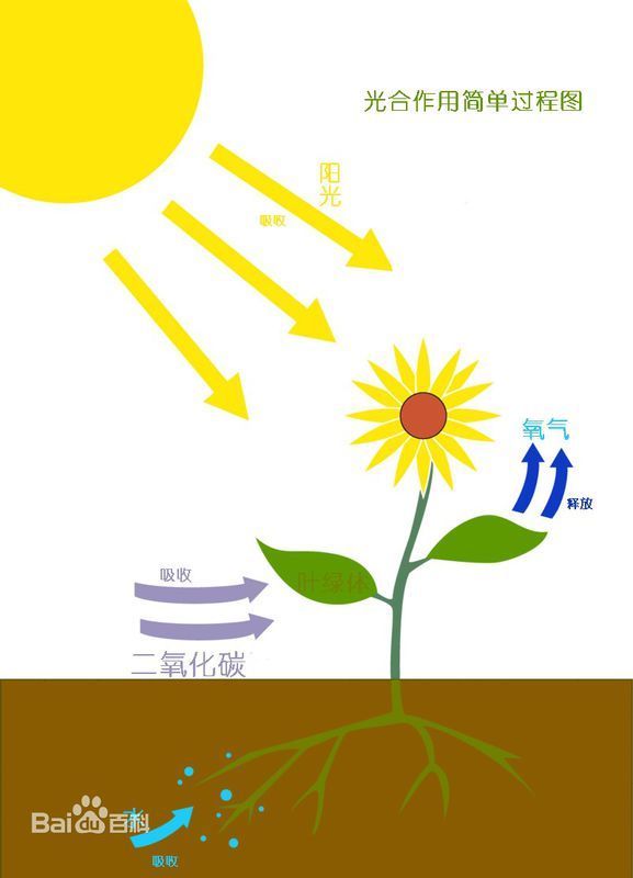 光的吸收示意图图片