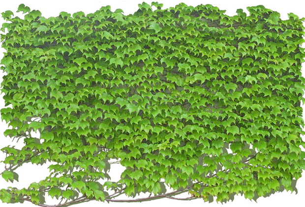 去除家居异味须知常春藤的养殖方法