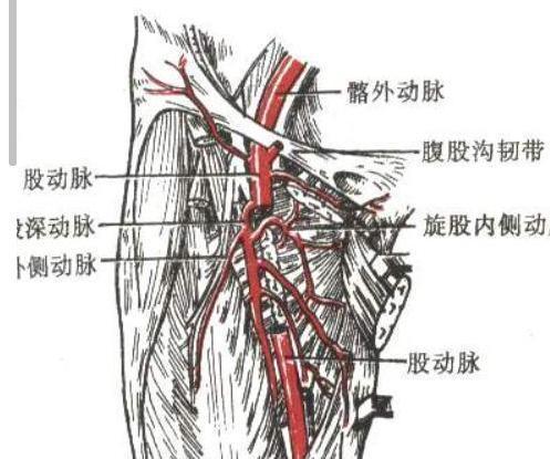 大腿内收肌群的主要动脉是什么 时习社区