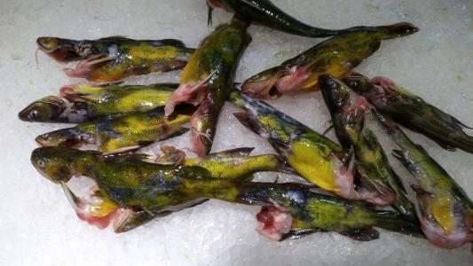 如何识别真假黄辣丁(黄颡鱼)