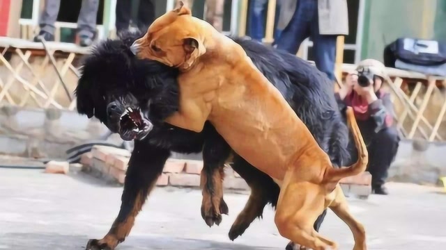 美国恶霸犬遇到中国神犬藏獒,大战一触即发,镜头记录惊险时刻!
