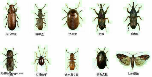 07 采纳率: 52%    等级: 13 已帮助: 6164人 应该是一种谷盗虫,害虫