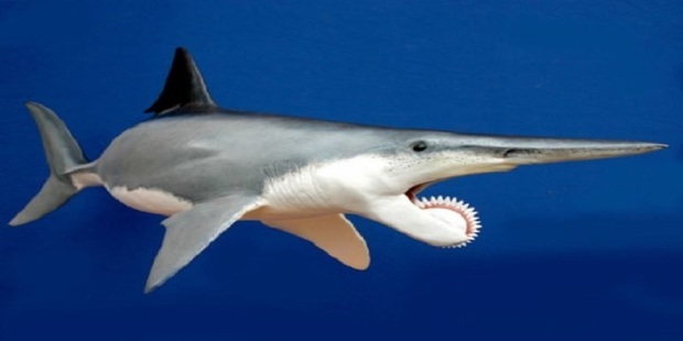 螺旋齿鲨鱼的照片图片